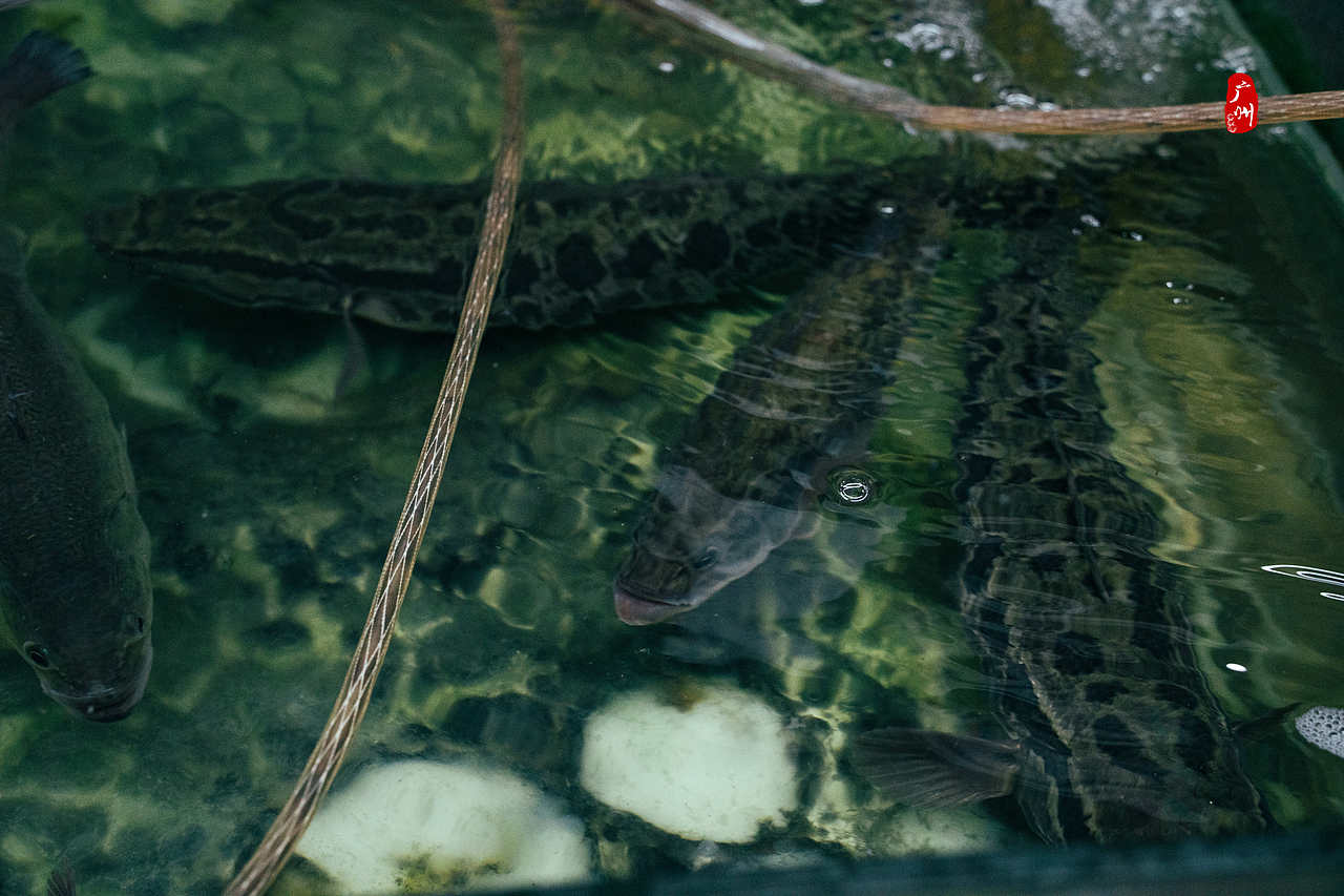人文纪实·广州
