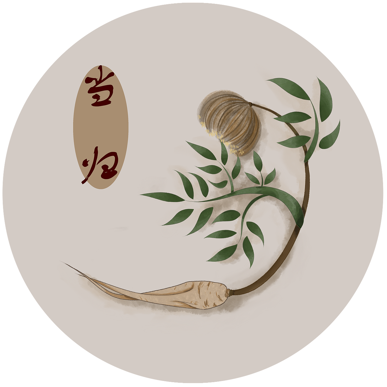 中草药包装插图
