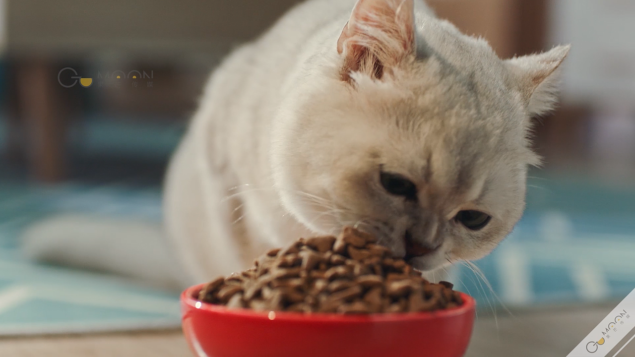 品牌TVC | 麦富迪×天猫大牌日「宠物侦探」