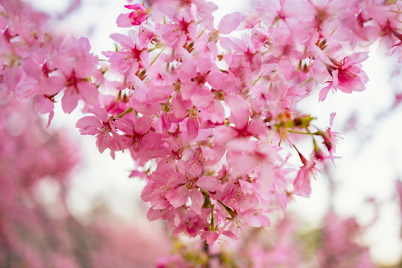 无锡鼋头渚的早樱