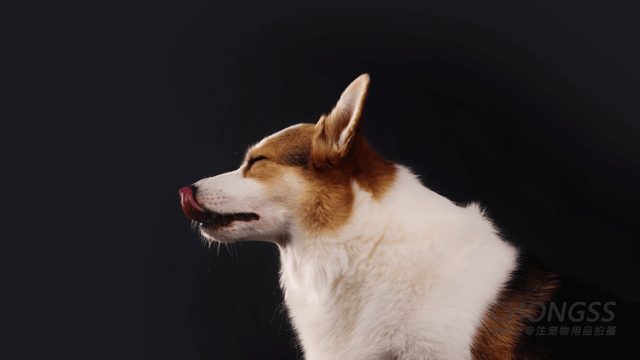 宠物产品摄影| 宠叔叔xK9零食冻干