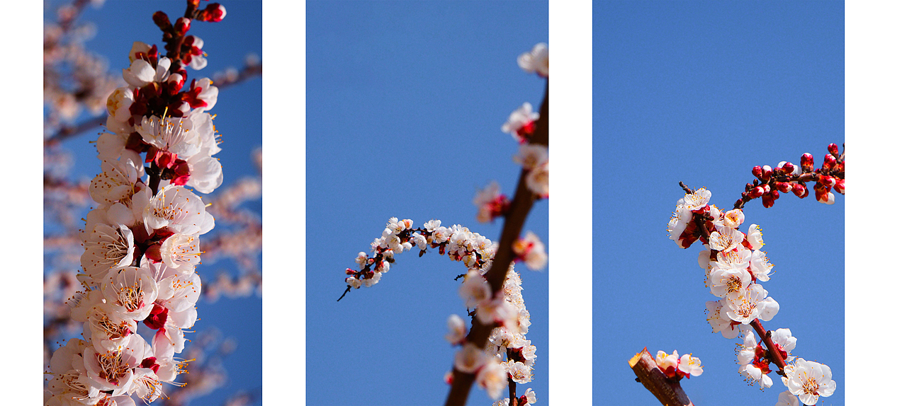 一些春光 一点分享