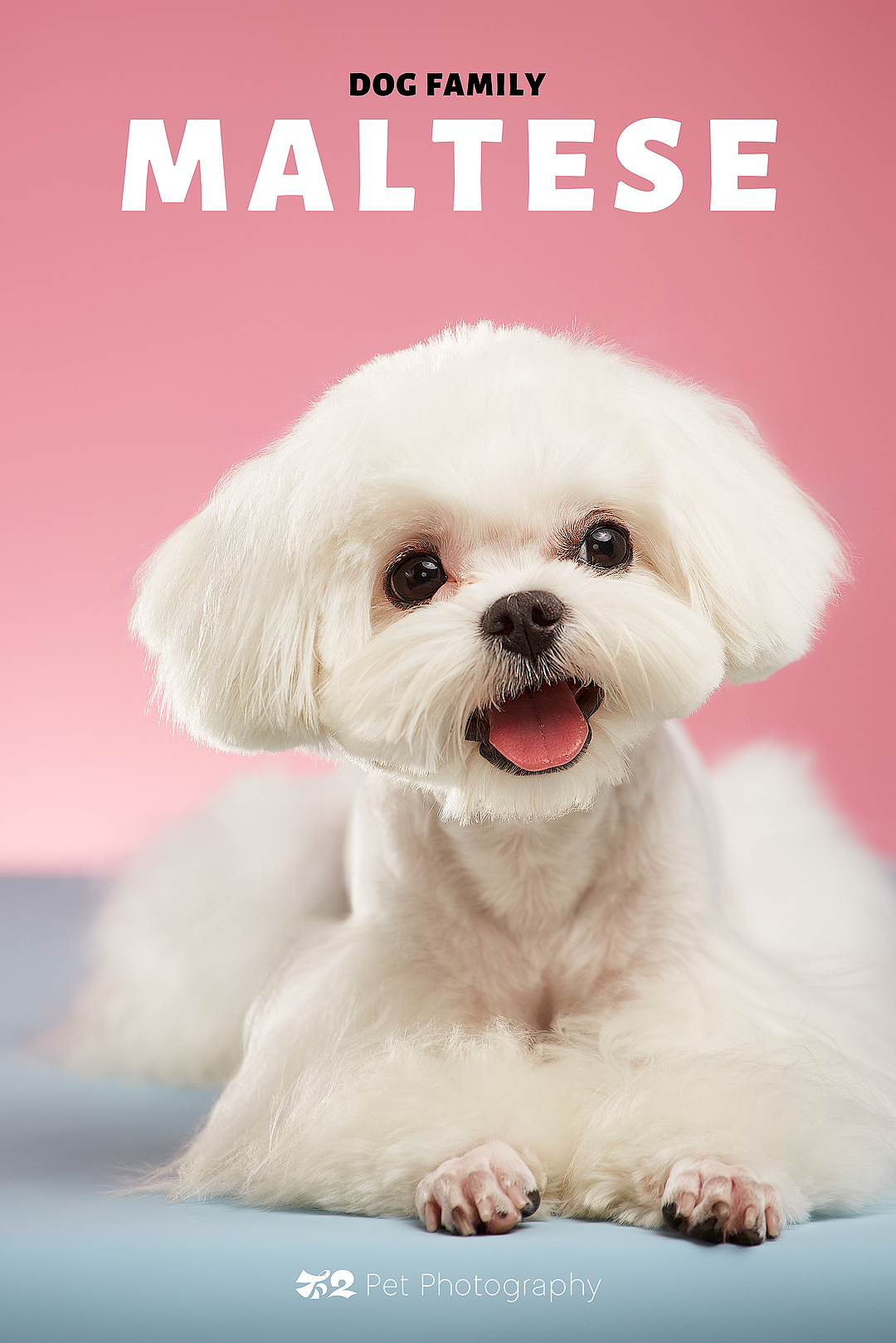 烟台美食摄影 | 萌宠 ✖ 不二造相