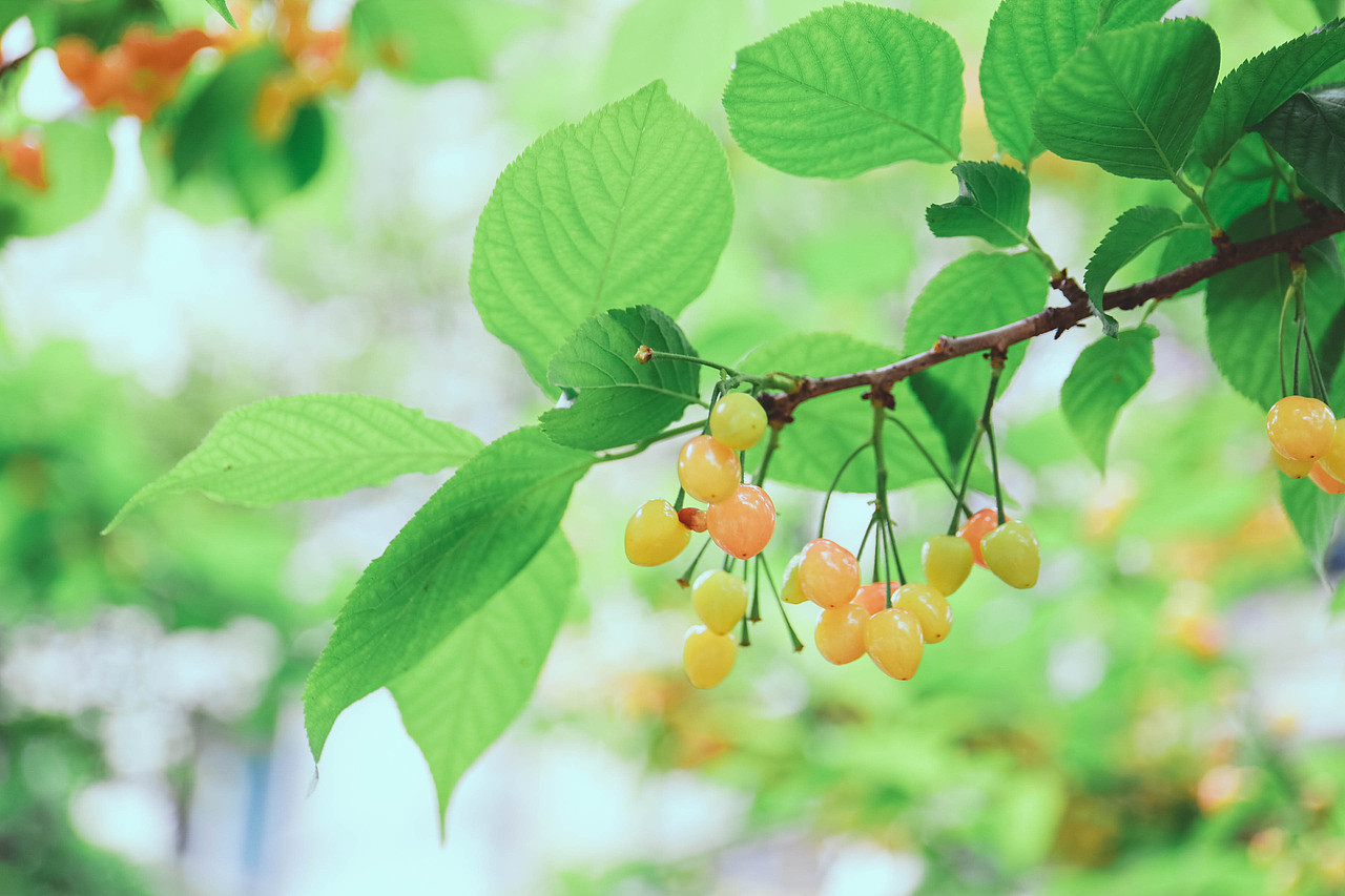 盼夏（图ZMTU2MDkwODA4） - 风光摄影 - 站酷设计师阿双爱拍照原创素材 - 站酷ZCOOL