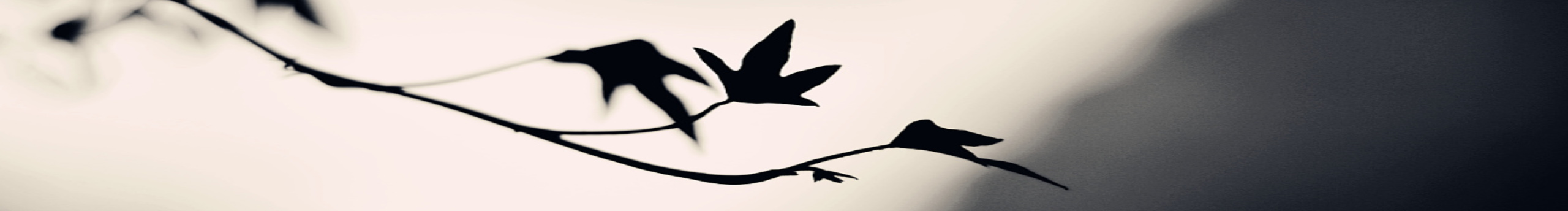 DDHC東道華彩的個(gè)人主頁(yè)（背景預(yù)覽） - 主頁(yè)背景設(shè)置 - 站酷設(shè)計(jì)師DDHC東道華彩原創(chuàng)素材 - 站酷ZCOOL