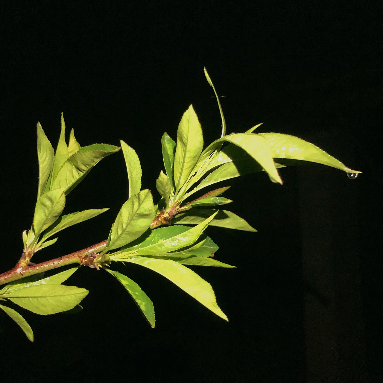 《重生》（图ZMjA0Mzg3MDA0） - 风光摄影 - 站酷设计师瓶尔小草儿原创素材 - 站酷ZCOOL