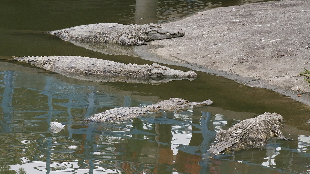 长隆飞鸟乐园-动物趣闻（图ZMjQ5NTU5NjMy） - 其他摄影 - 站酷设计师飞天猪猫原创素材 - 站酷ZCOOL