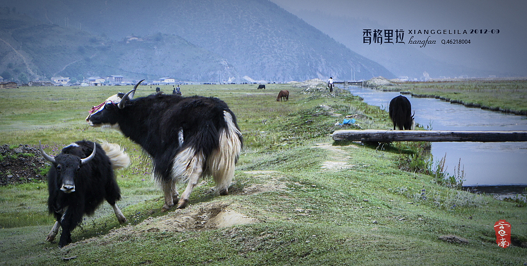 云南行 . 香格里拉(图ZNjk4MzIzMg==) - 风光摄影 - 站酷设计师hangfan原创素材 - 站酷ZCOOL