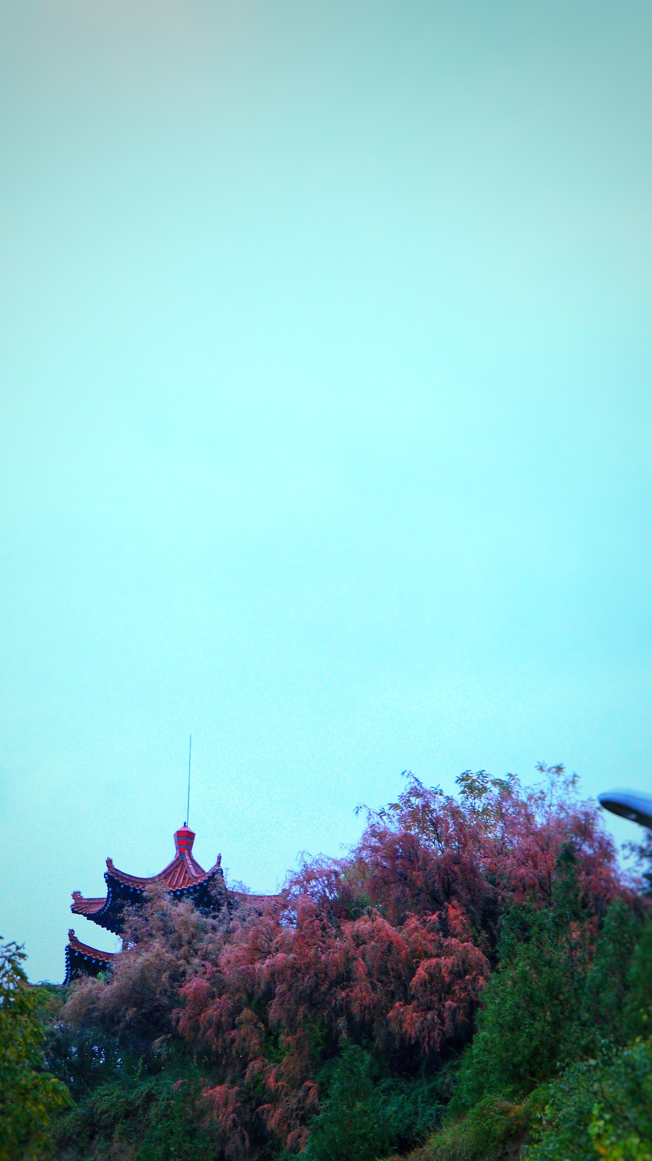 西北秋日的红柳