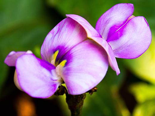 熱熱鬧鬧的一小片兒菜地?。▊€(gè)人主頁-ZNDYyODQyNDA=） - 人文/紀(jì)實(shí)攝影 - 站酷設(shè)計(jì)師我是江湖小蝦原創(chuàng)素材 - 站酷ZCOOL