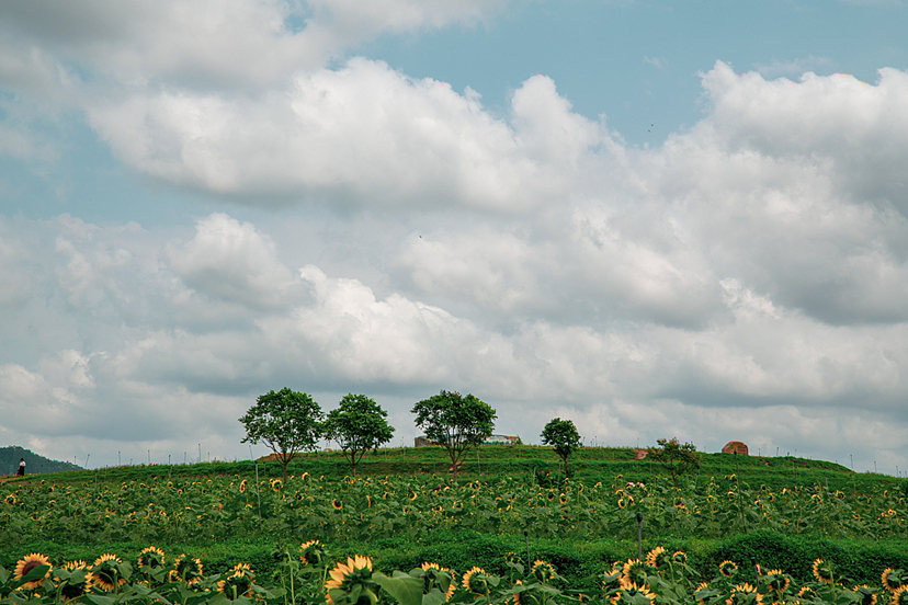 夏天（图ZMzM5NTExNTQ4） - 风光摄影 - 站酷设计师Xyaihaoze原创素材 - 站酷ZCOOL