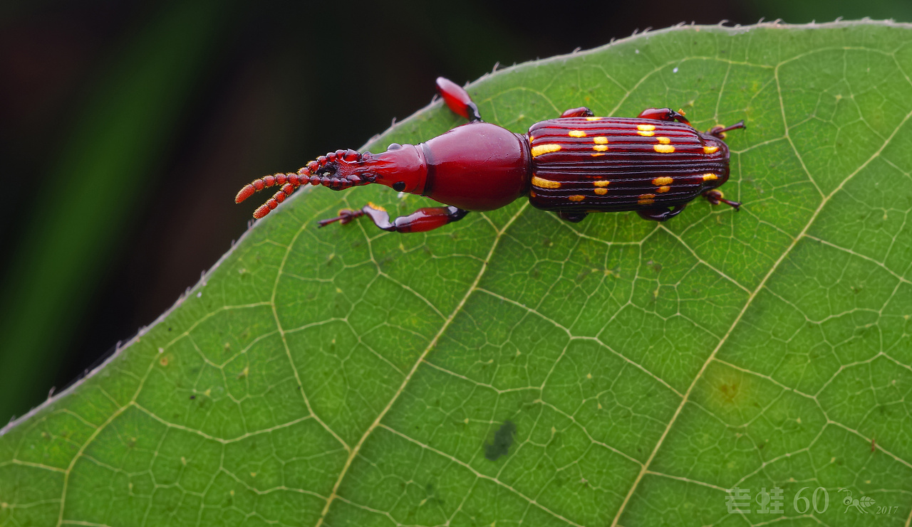 上帝赐予他们每个生命【瓜哥微距】