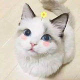 有超人的头像