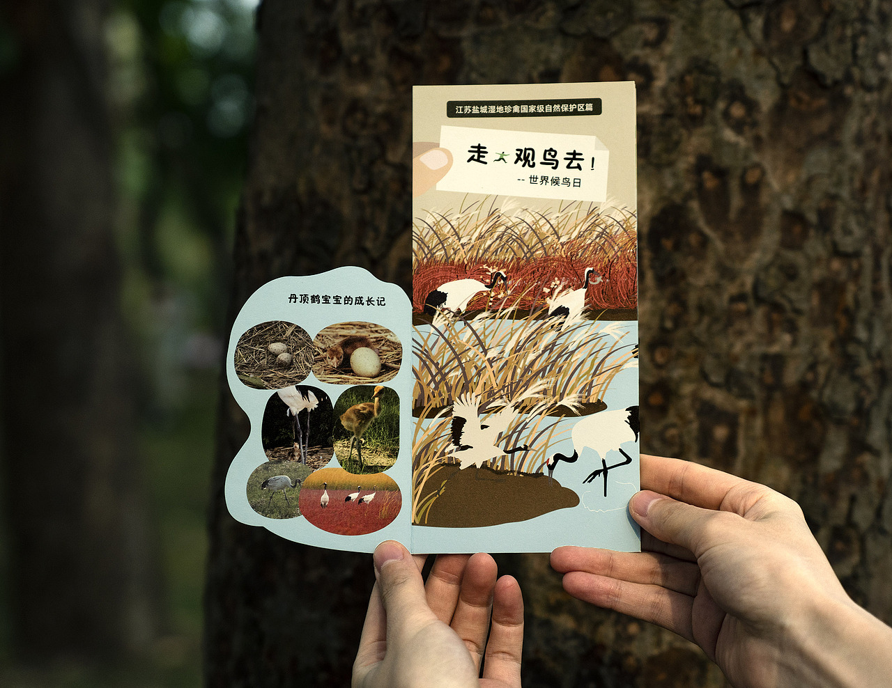 世界候鸟日-观候鸟折页及海报