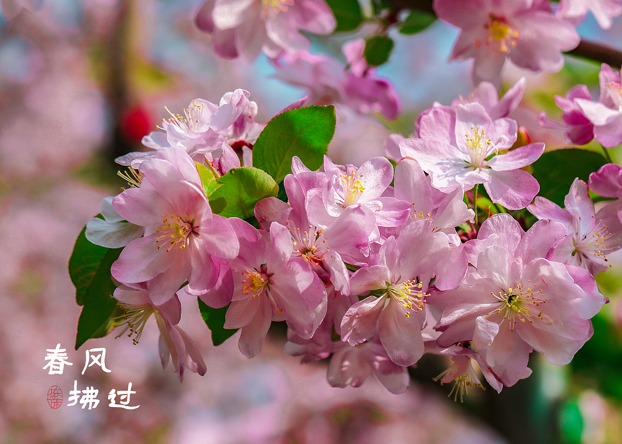 万紫千红一片春（图ZMjk3MDk0NzYw） - 风光摄影 - 站酷设计师木林森15原创素材 - 站酷ZCOOL