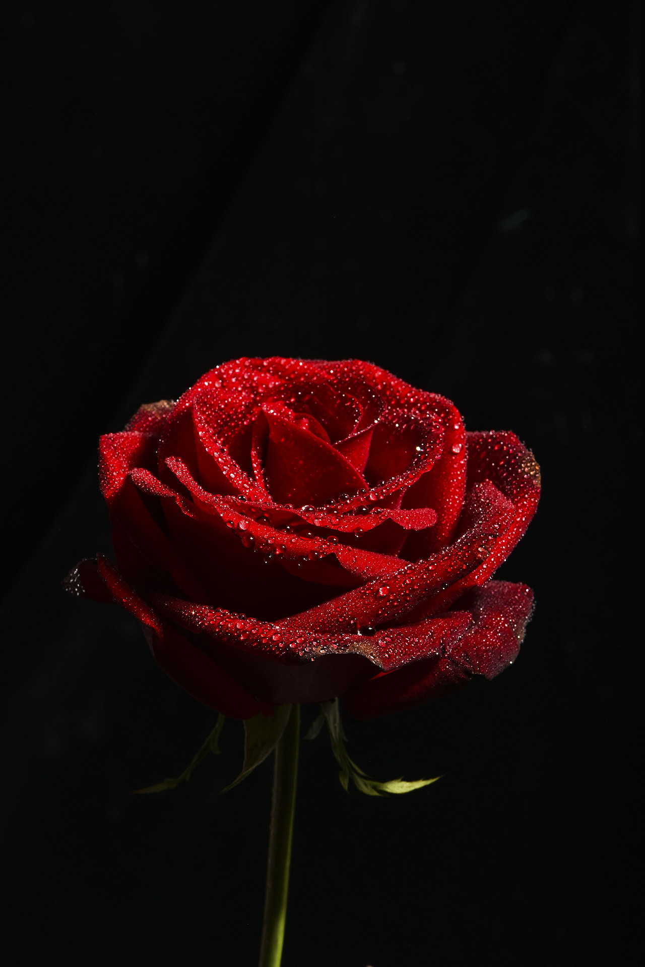 花卉红玫瑰拍摄