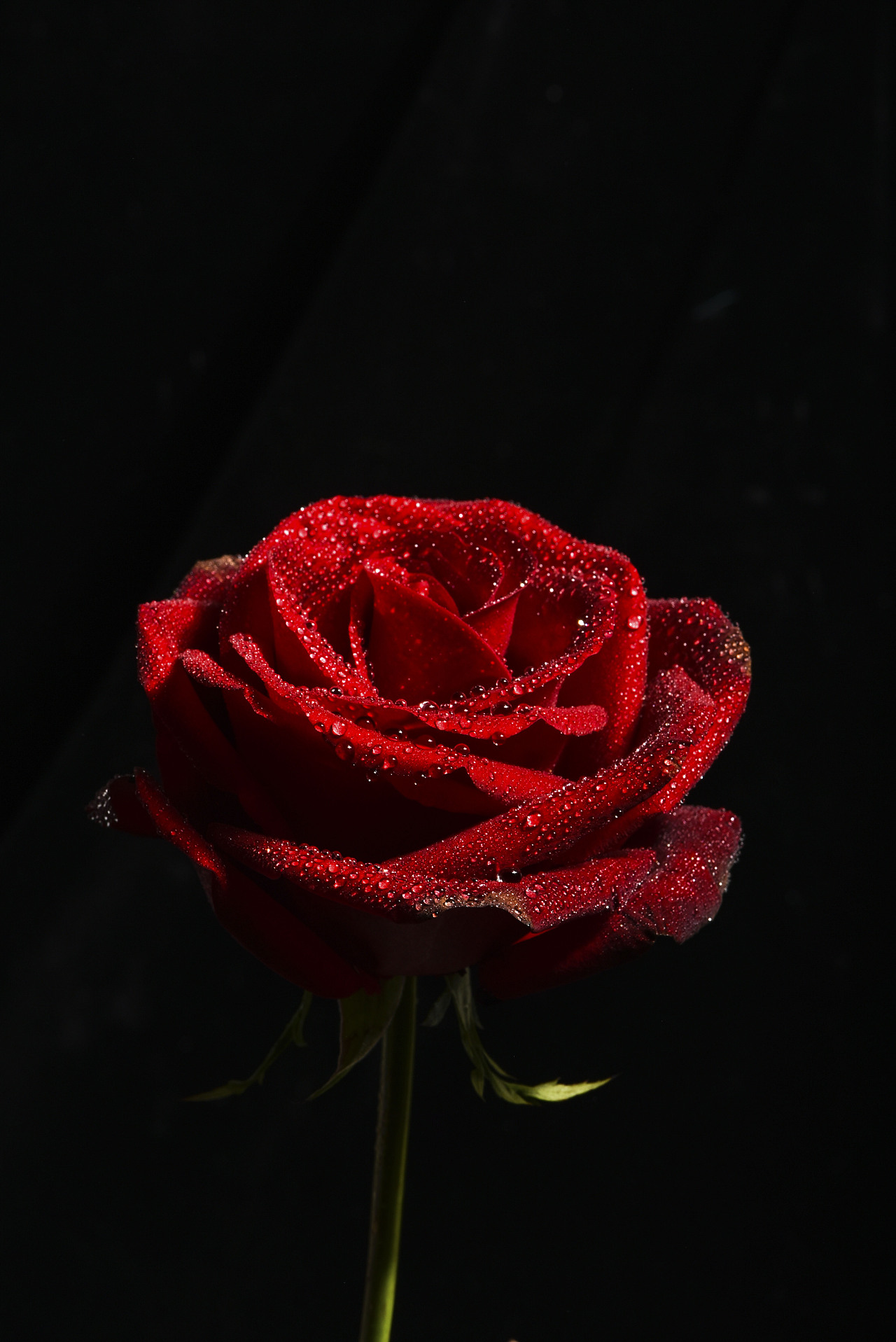 红玫瑰花相片图片