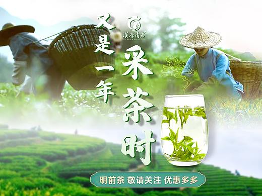 又是一年采茶时