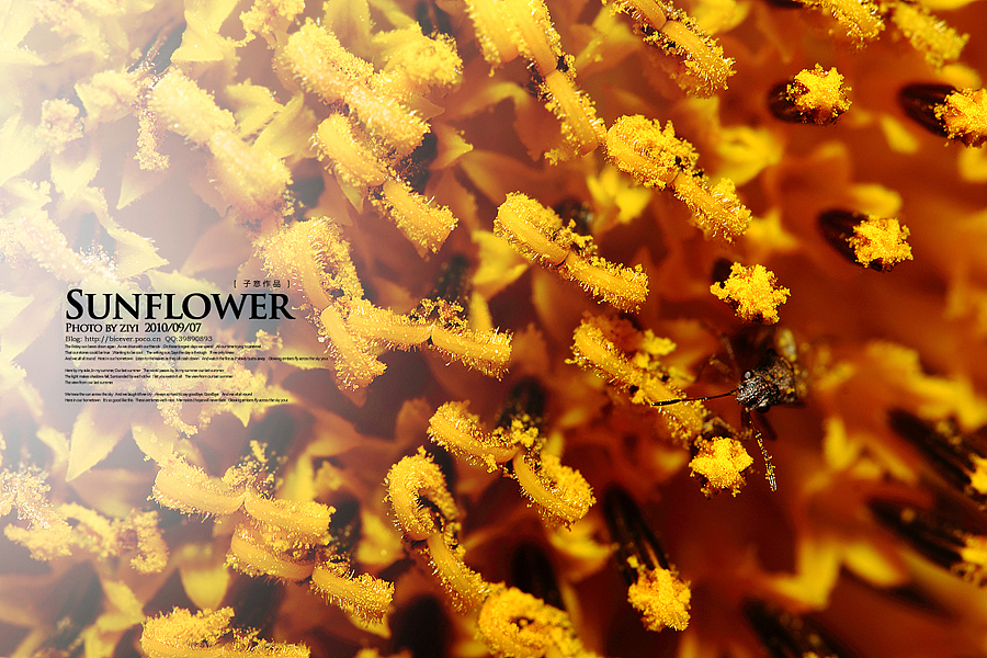 《向日葵的纹样》