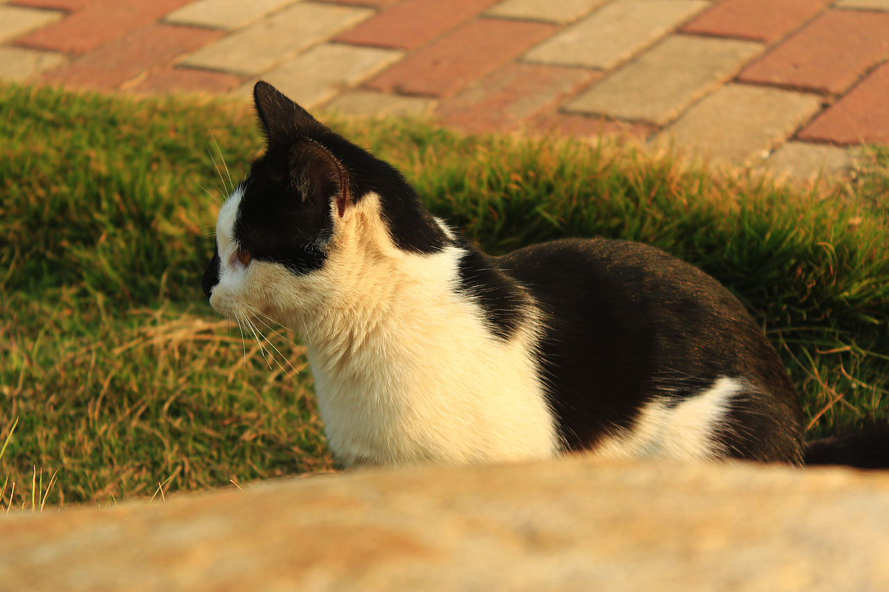 嘿！黑鼻子的猫（图ZMTM2MTk1OTY=） - 宠物摄影 - 站酷设计师今日待办ToDoList原创素材 - 站酷ZCOOL