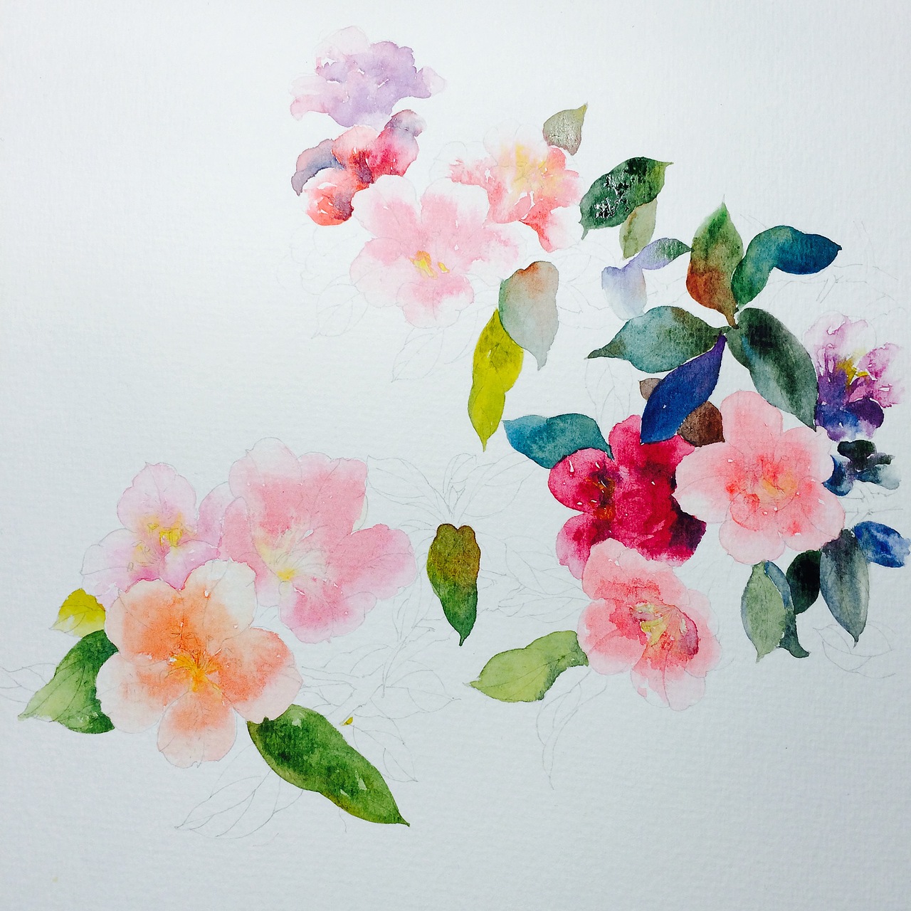 水彩杜鹃花的绘画详细过程