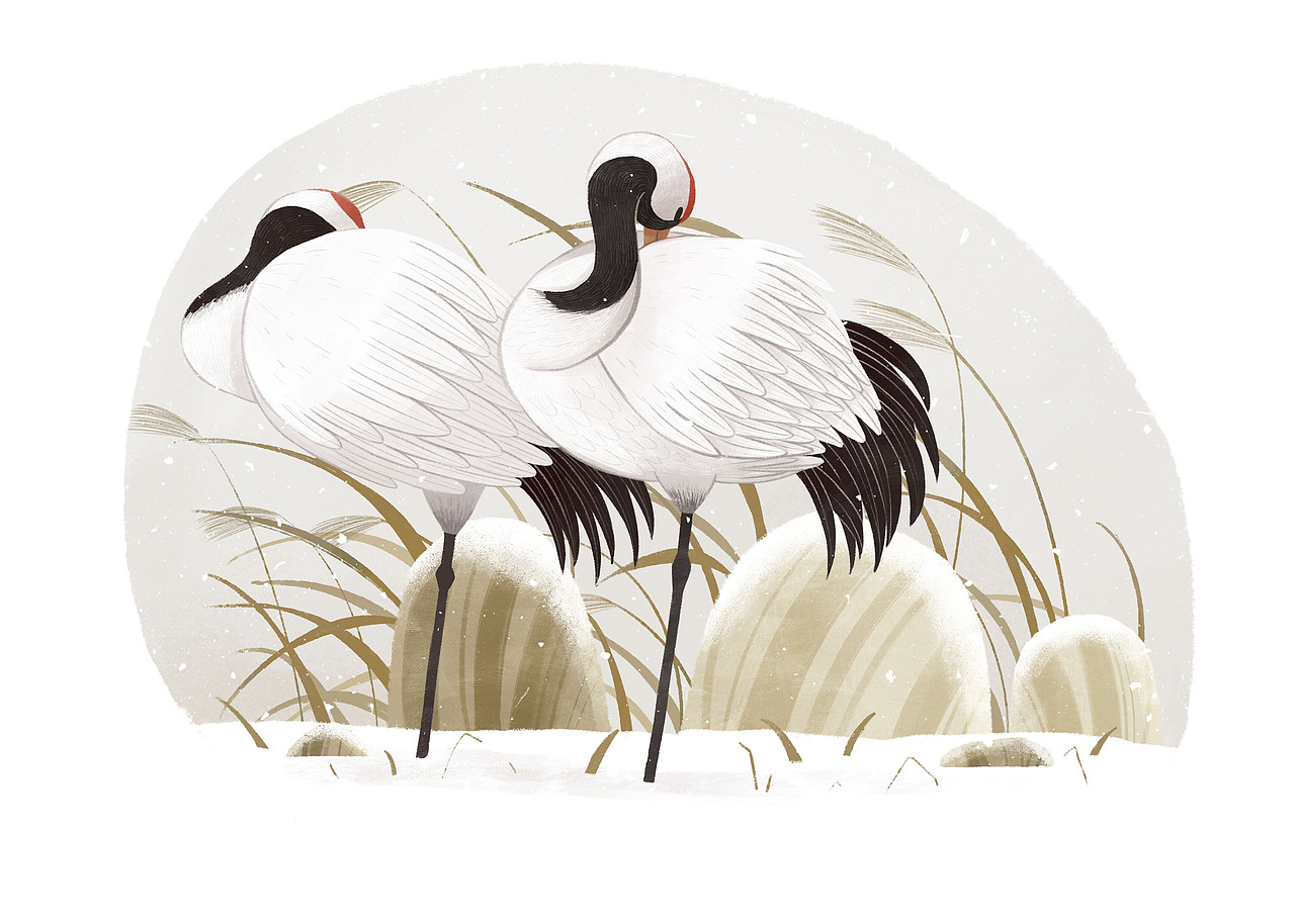 就会发现很多鸟类在休息或睡眠时喜欢单腿站立,这在鹤科当中比较常见