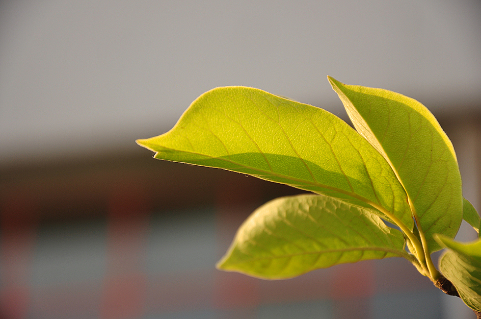 艺术源于生活（图ZMTcxNjk4Njg=） - 风光摄影 - 站酷设计师鸽子02024原创素材 - 站酷ZCOOL