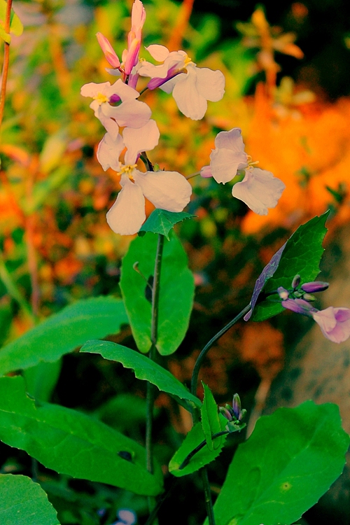 青岛世园会千桃园风景