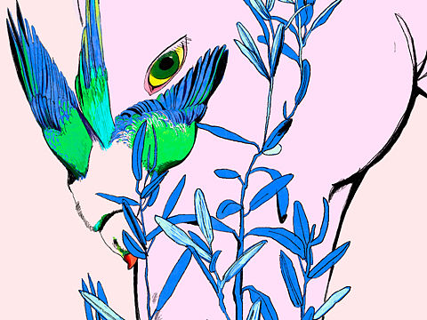 插画 白马