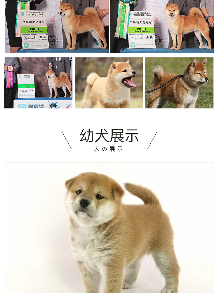 柴犬详情页（图ZMjEyMzU4MjYw） - 电商 - 站酷设计师九十点原创素材 - 站酷ZCOOL