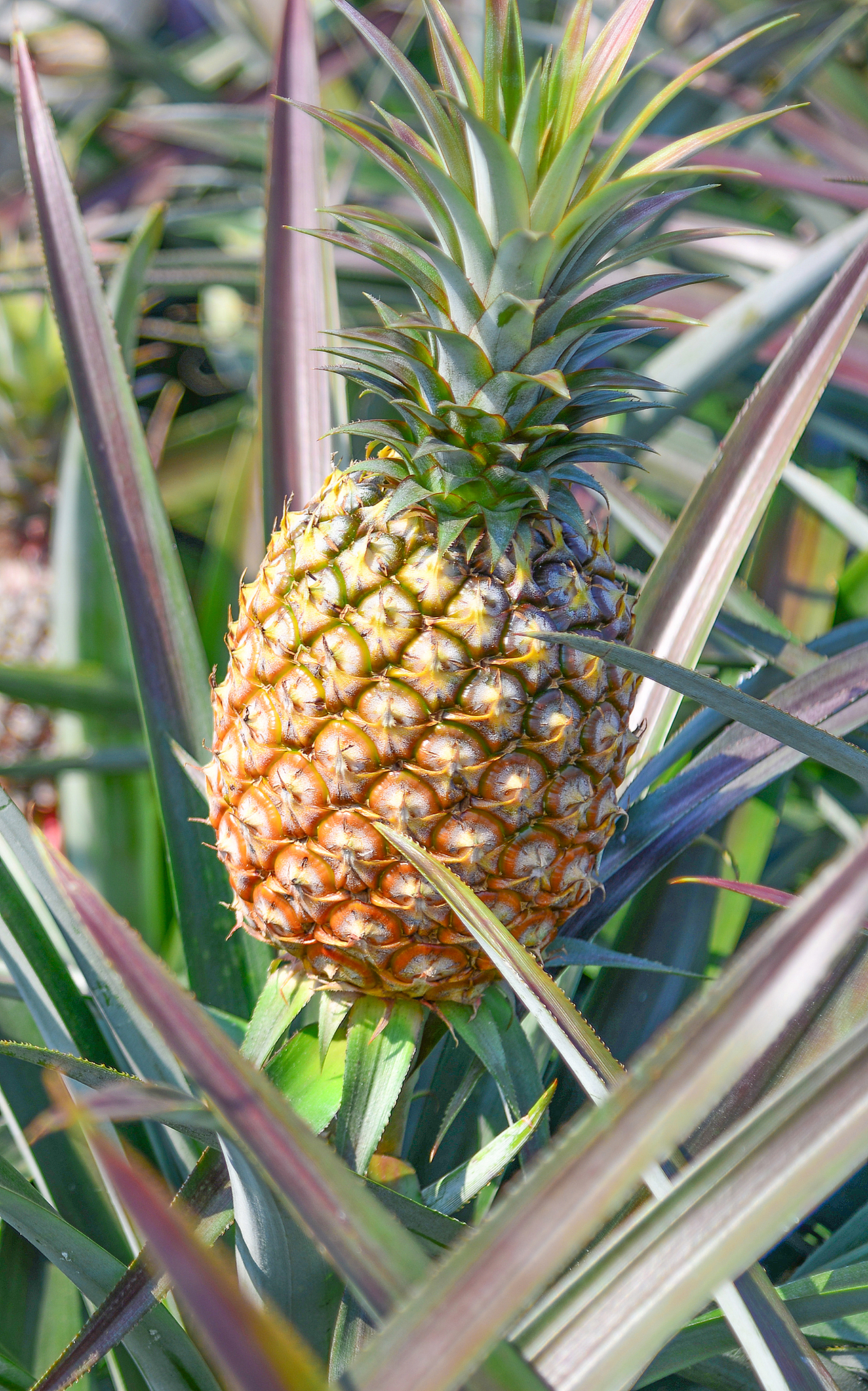 海南台农17号菠萝