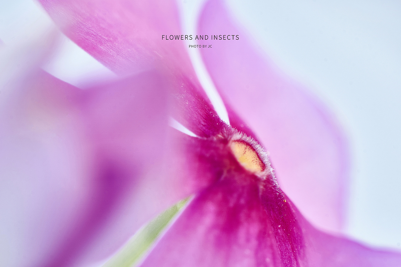 花與蟲微距攝影（圖ZMjcyMjIyOTcy） - 其他攝影 - 站酷設(shè)計(jì)師ioofun原創(chuàng)素材 - 站酷ZCOOL