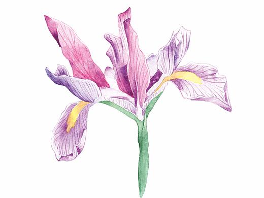 鳶尾草（個(gè)人主頁(yè)-ZMzg4ODY5Njg=） - 商業(yè)插畫 - 站酷設(shè)計(jì)師初晴Charline原創(chuàng)素材 - 站酷ZCOOL