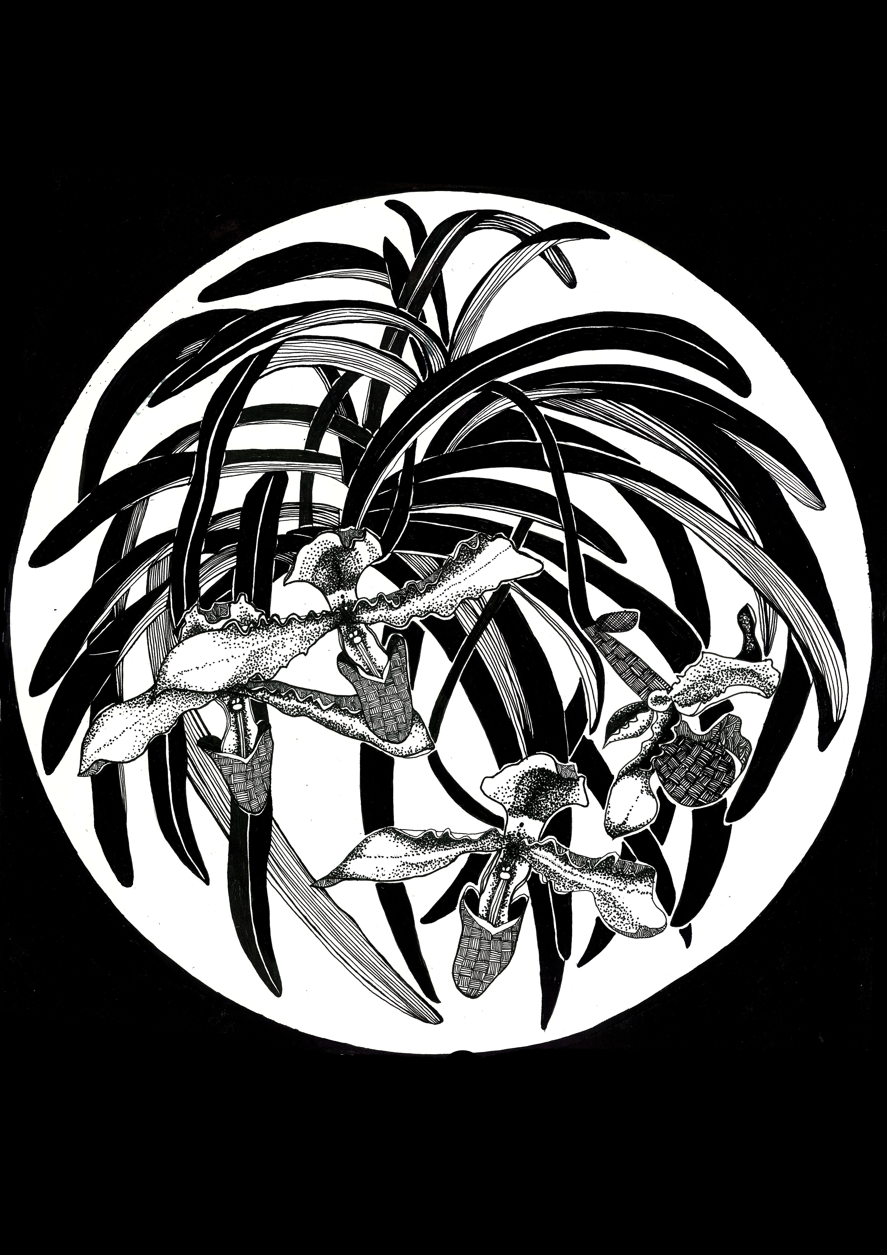 吊兰|插画|其他插画|罗涵秋 - 原创作品 - 站酷 (zcool)