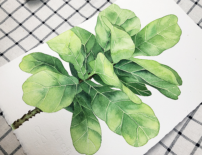 水彩绿植-琴叶榕|插画|创作习作|董搞搞 - 原创作品 - 站酷 (zcool)