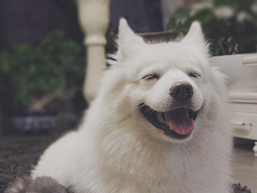 宠它（个人主页-ZMjk4OTI4ODQ=） - APP界面 - 站酷设计师库洛洛洛原创素材 - 站酷ZCOOL