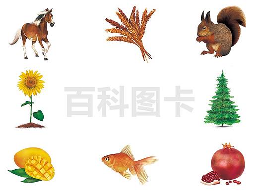 百科图卡