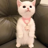 LPLA的头像