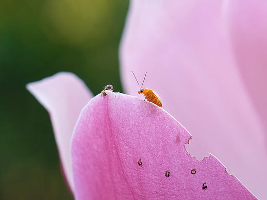 偶遇（個人主頁-ZNDM5ODUzNDA=） - 風(fēng)光攝影 - 站酷設(shè)計(jì)師老繁華原創(chuàng)素材 - 站酷ZCOOL