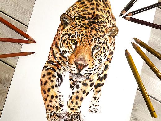 彩铅画 | 霸气美洲虎