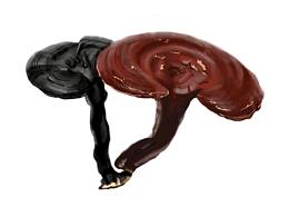 日常手繪練習(xí)