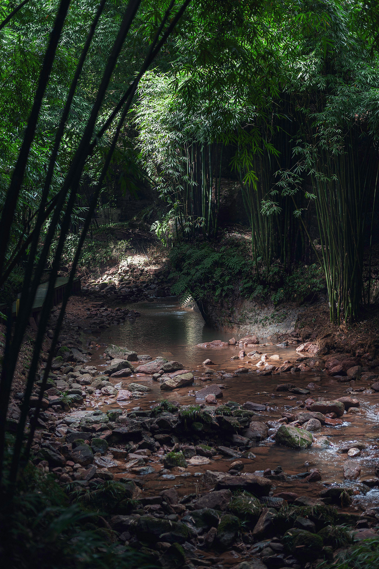 竹林|摄影|生态|无忧礼 - 原创作品 - 站酷 (zcool)