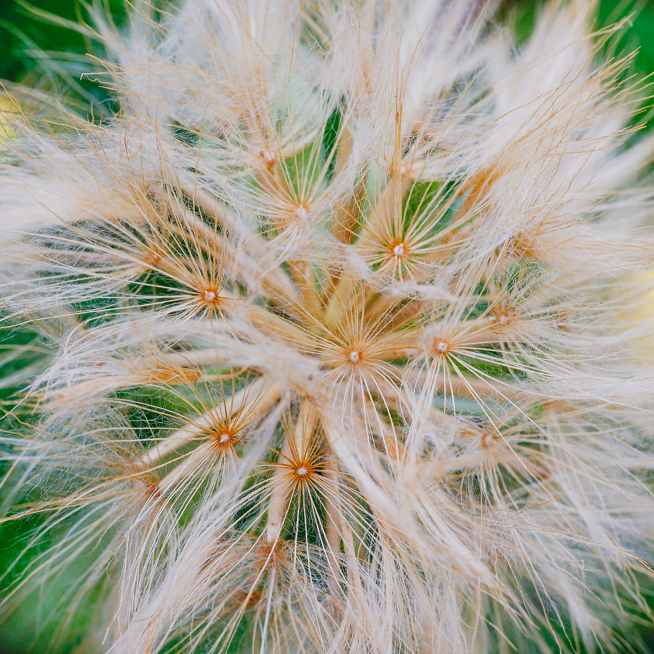 微观世界（图ZMjU3MTk1ODA4） - 其他摄影 - 站酷设计师汉克峰原创素材 - 站酷ZCOOL