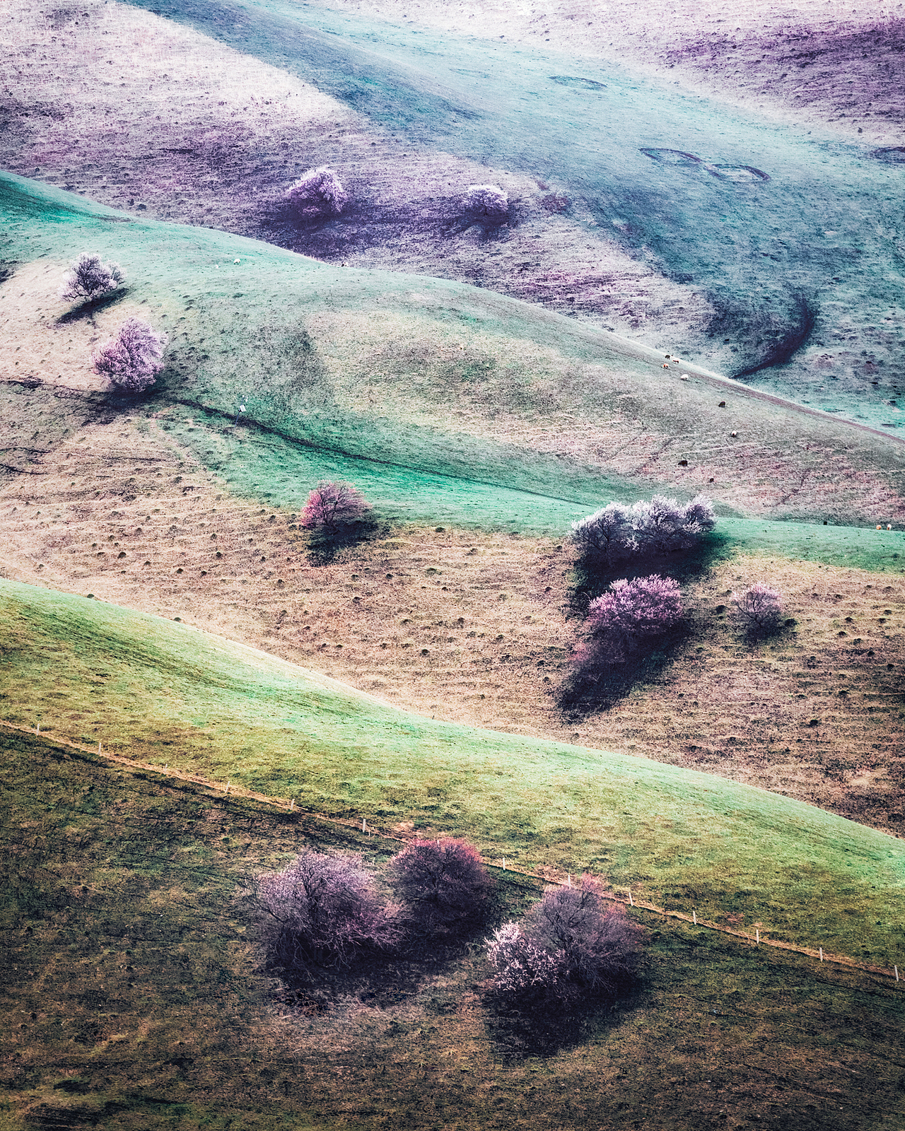 杏花沟里有杏花