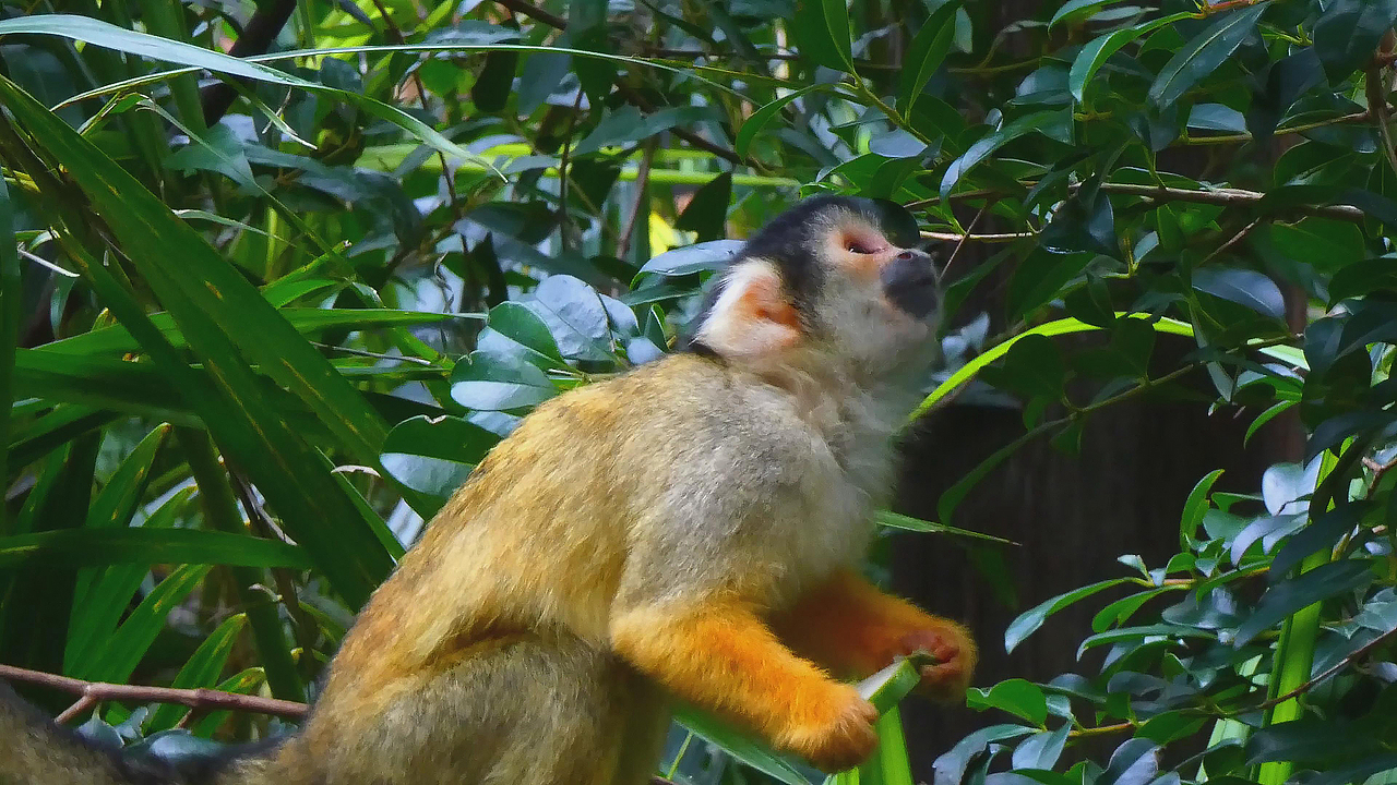 一只可爱的金黄色毛猴子吃瓜|摄影|宠物摄影|叶昊天