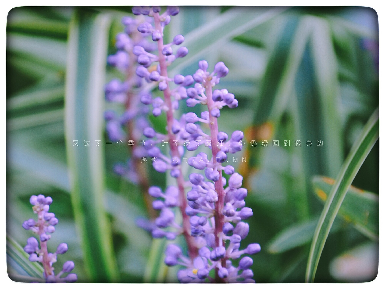 花的记忆（图ZOTMwODI5MTY=） - 风光摄影 - 站酷设计师爱摄影的五花肉原创素材 - 站酷ZCOOL