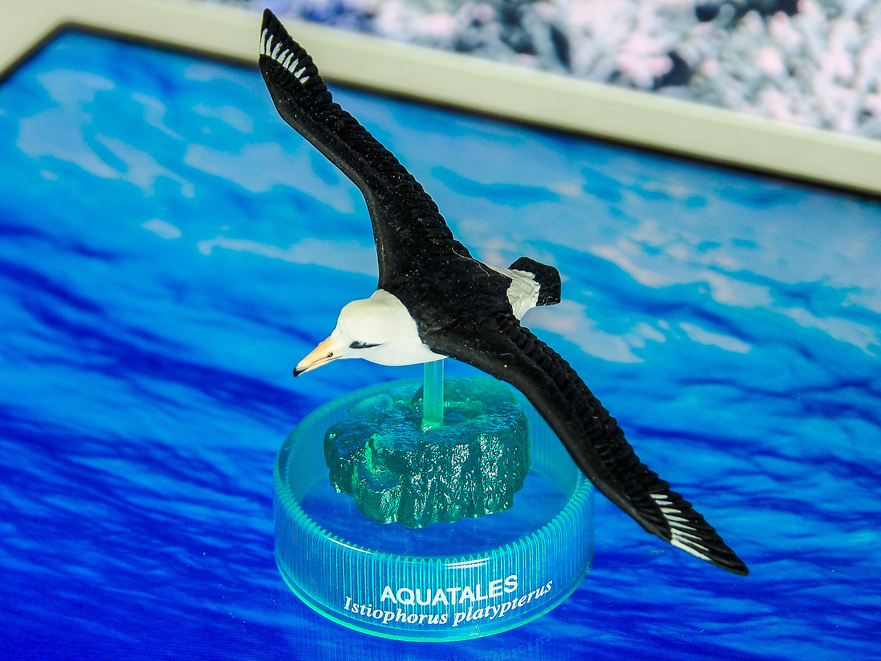 【SP】黑背信天翁 Laysan Albatross Diomedea immutabilis
黑背信天翁,中等体型,冬候鸟,分布于北纬30°~55°,太平洋北部。遵循“配偶终生制”,致死不改变配偶,夫妻间即使一只死掉,另一只也会终生不找配偶或独自死去。是不是很浪漫?但事实上近三分之一的雌性黑背信天翁保持着长期的同性性关系。雌信天翁相互求爱,然后一起抚养后代。现处于频危状态。呵呵呵呵看不出来,你还是个T。<br>隐藏款唯一一个鸟类