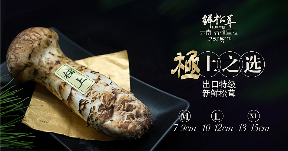 健膳乐食2015版松茸设计