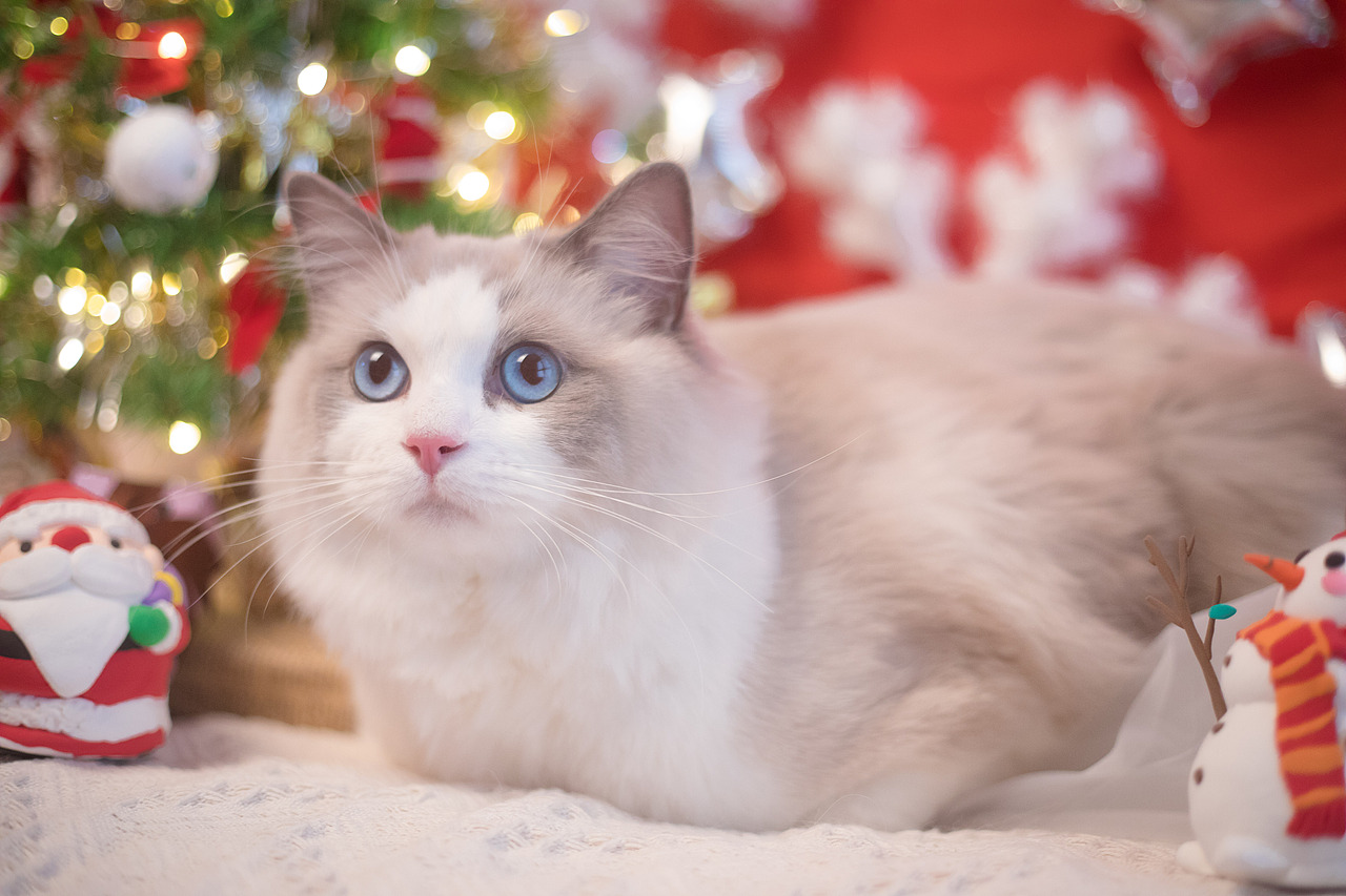 圣诞小火火（图ZMTAwODA1MTY4） - 宠物摄影 - 站酷设计师懒惰的胡奇奇原创素材 - 站酷ZCOOL