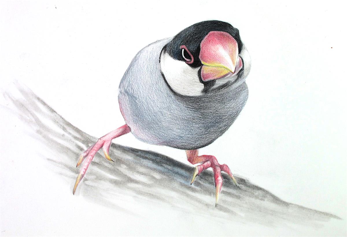 彩色铅笔画步骤教程:灰色文鸟的画法